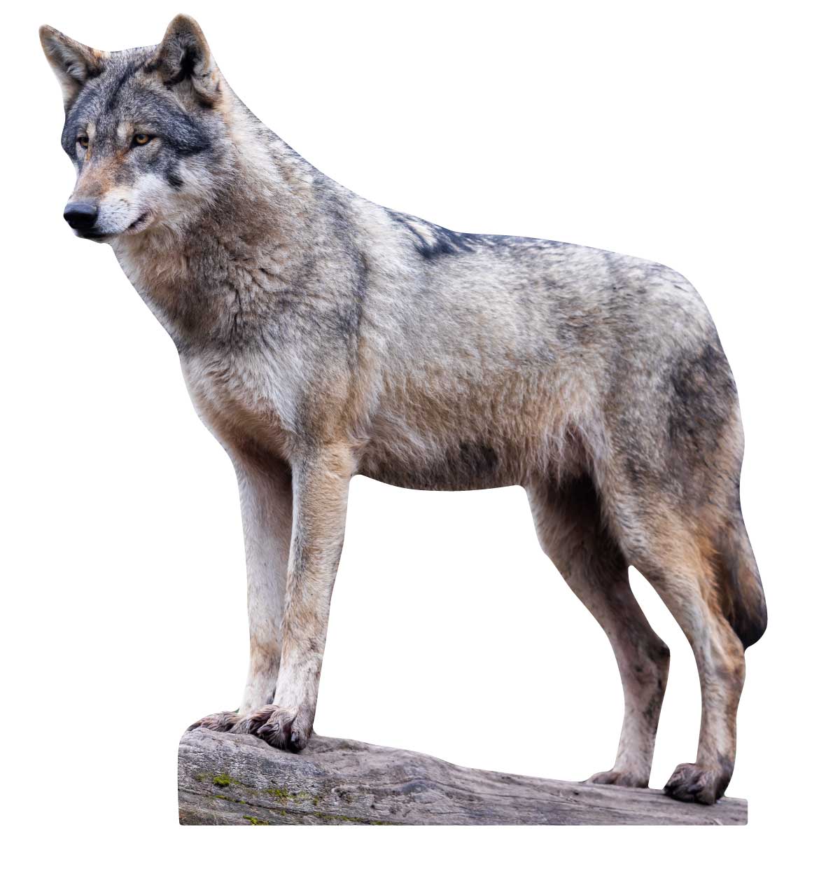 Esposizione di animali Lupo europeo - set da esterno