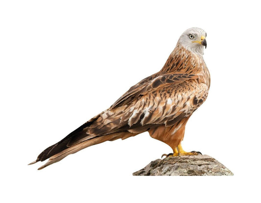 Animal display red kite - sitting