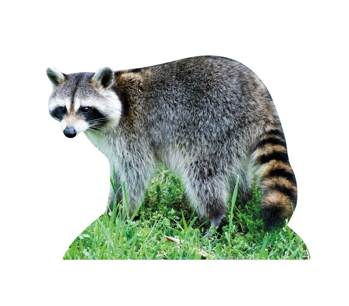 Waschbär