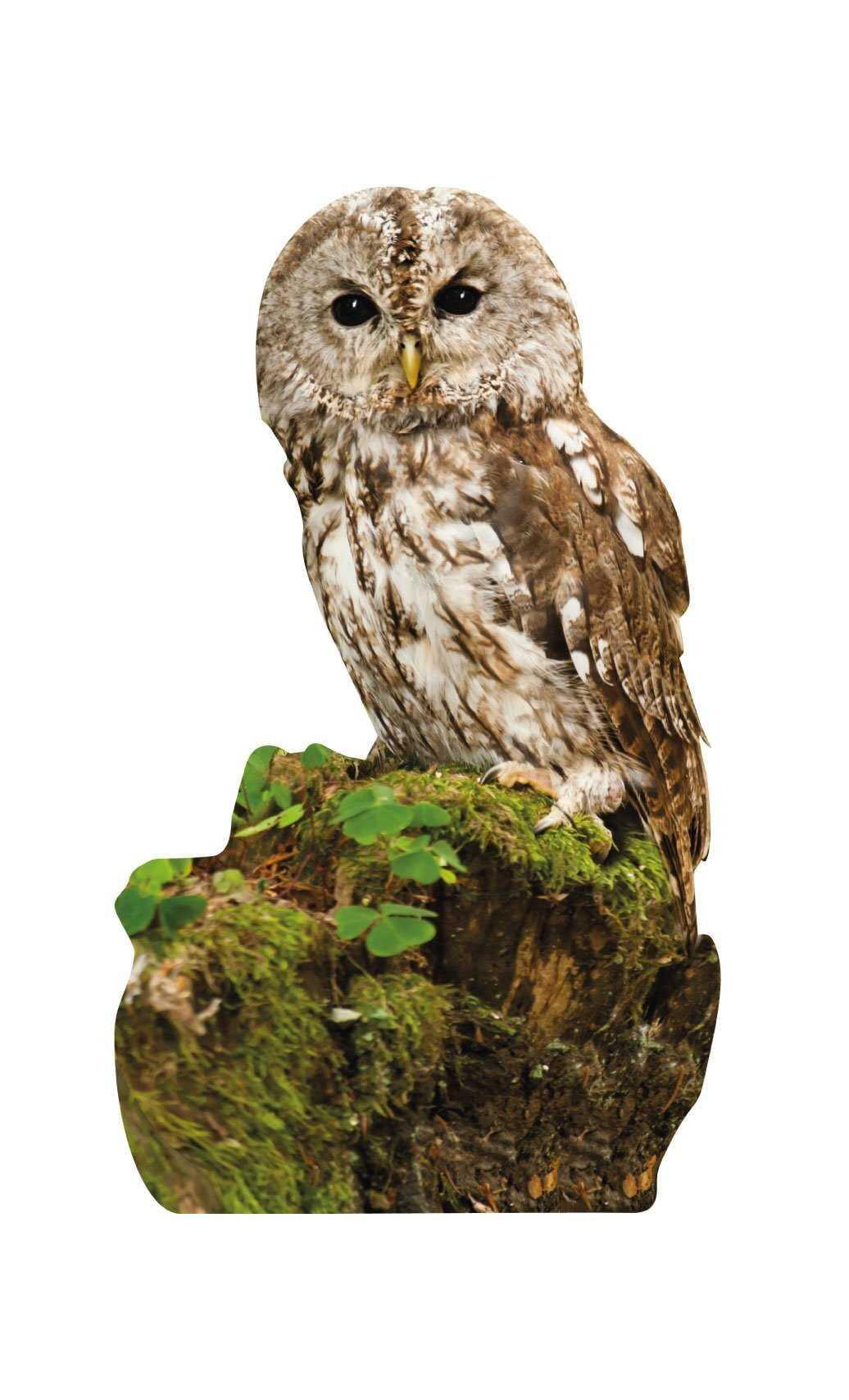 Set di animali - uccelli della foresta