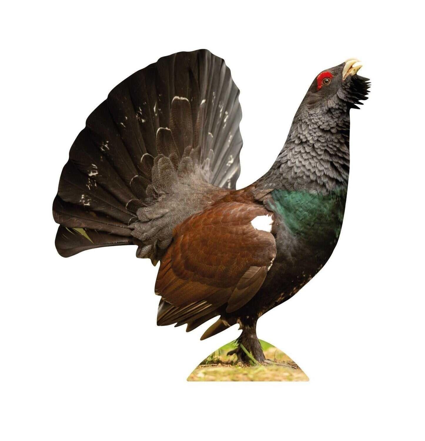 Set di animali - uccelli della foresta