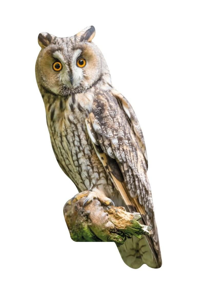 Set di animali - uccelli della foresta