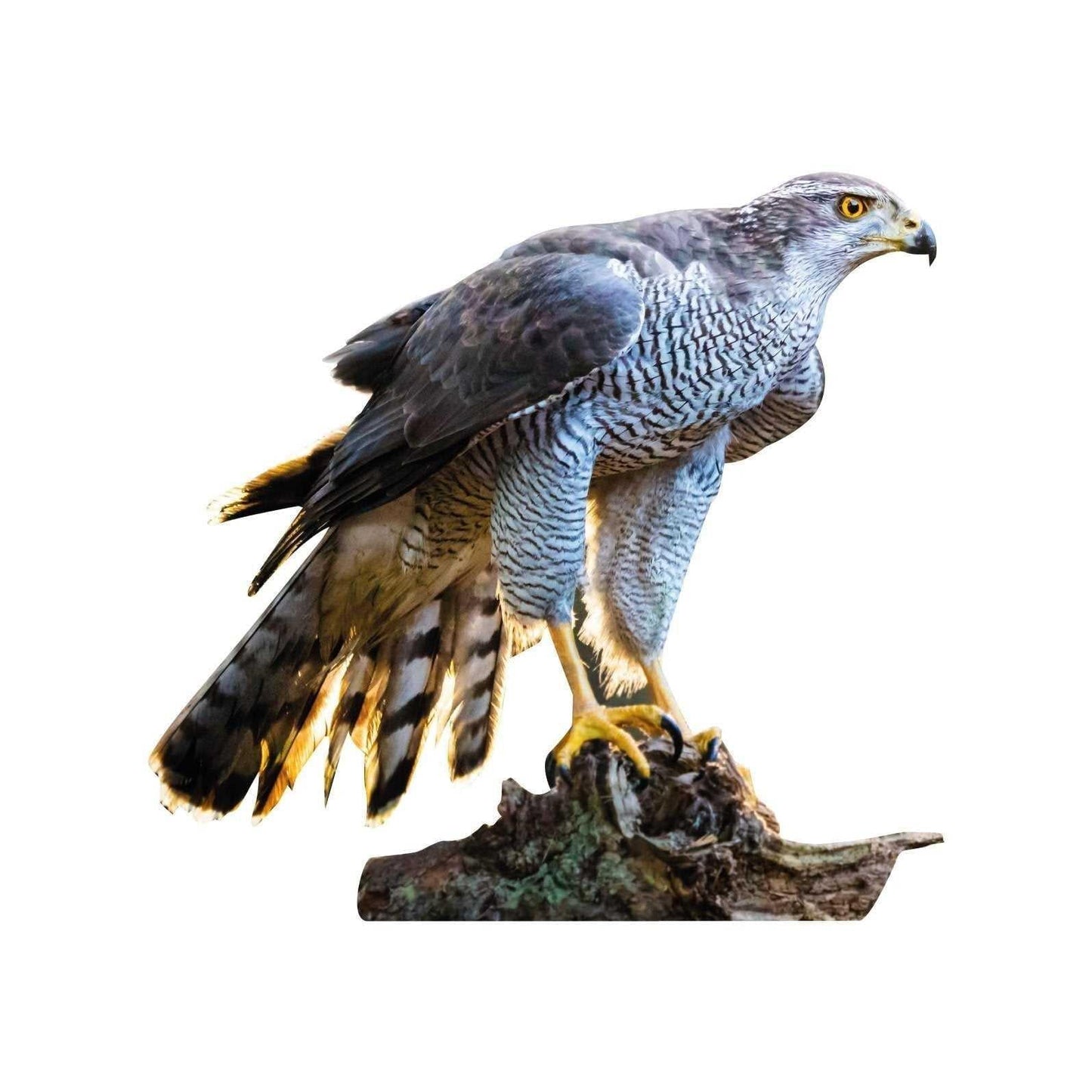 Set di animali - uccelli della foresta