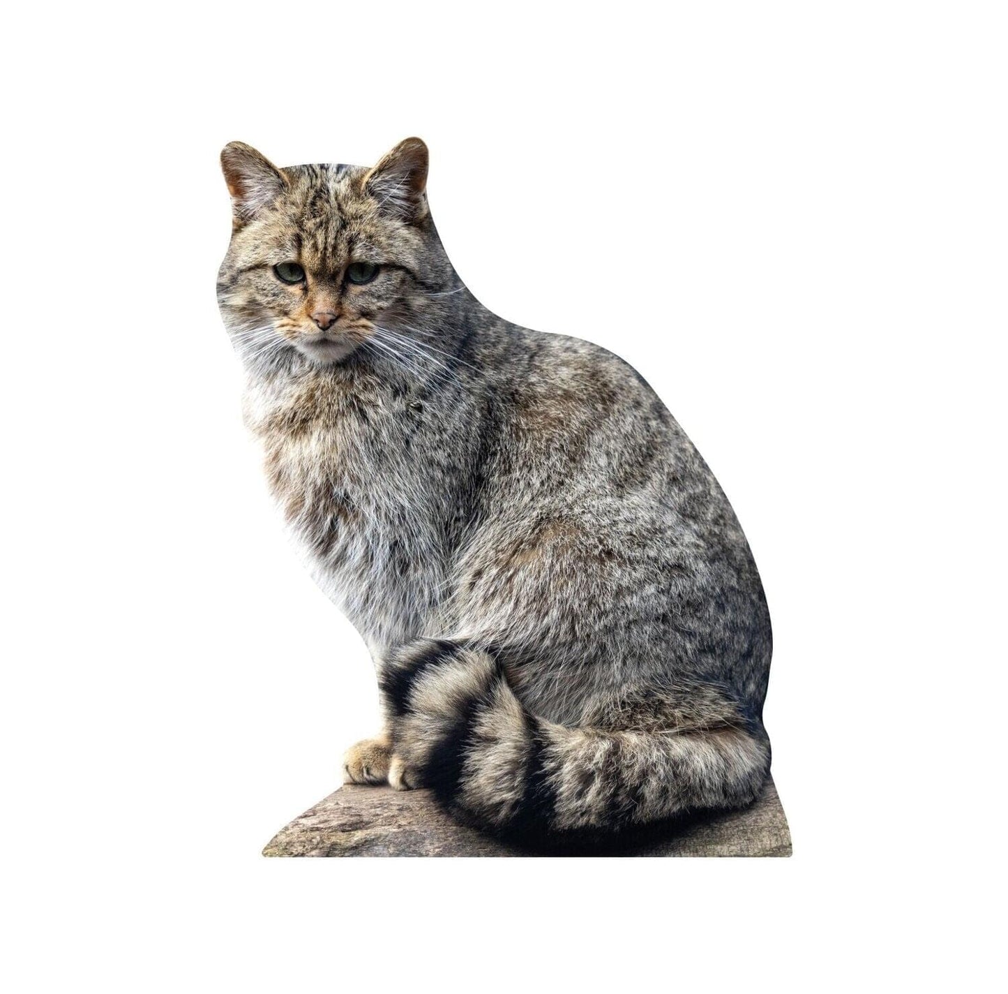 Tierset - "besondere Jäger"