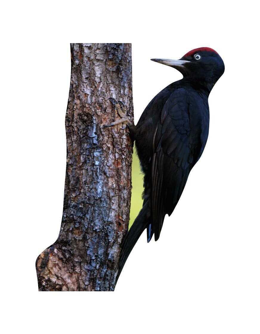 Set di animali - uccelli della foresta