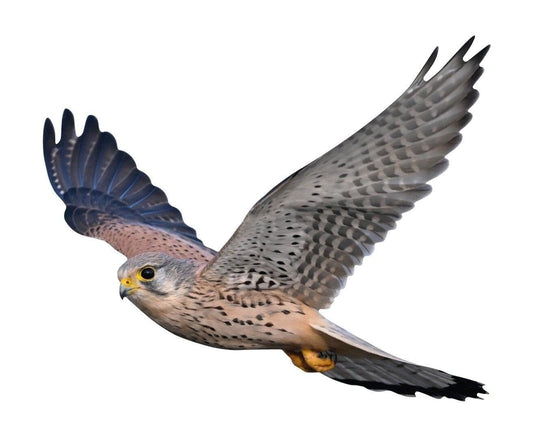 Animal display kestrel - flying