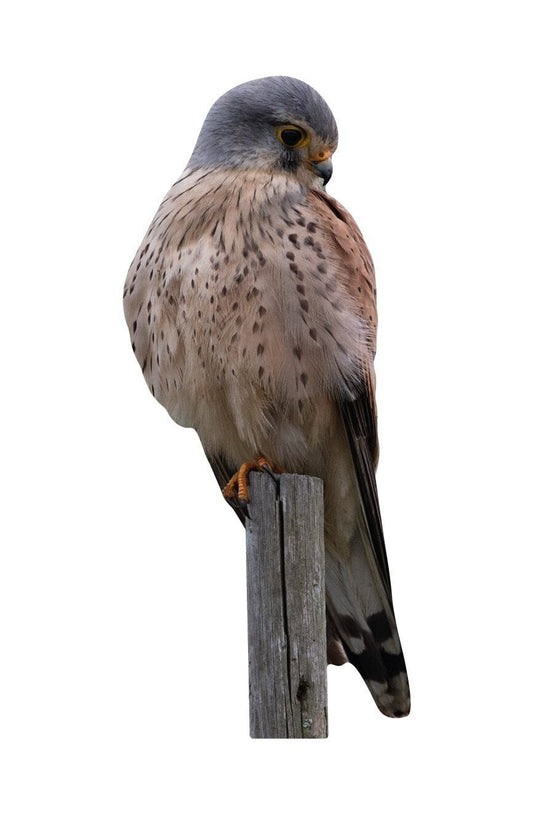 Animal display kestrel - sitting