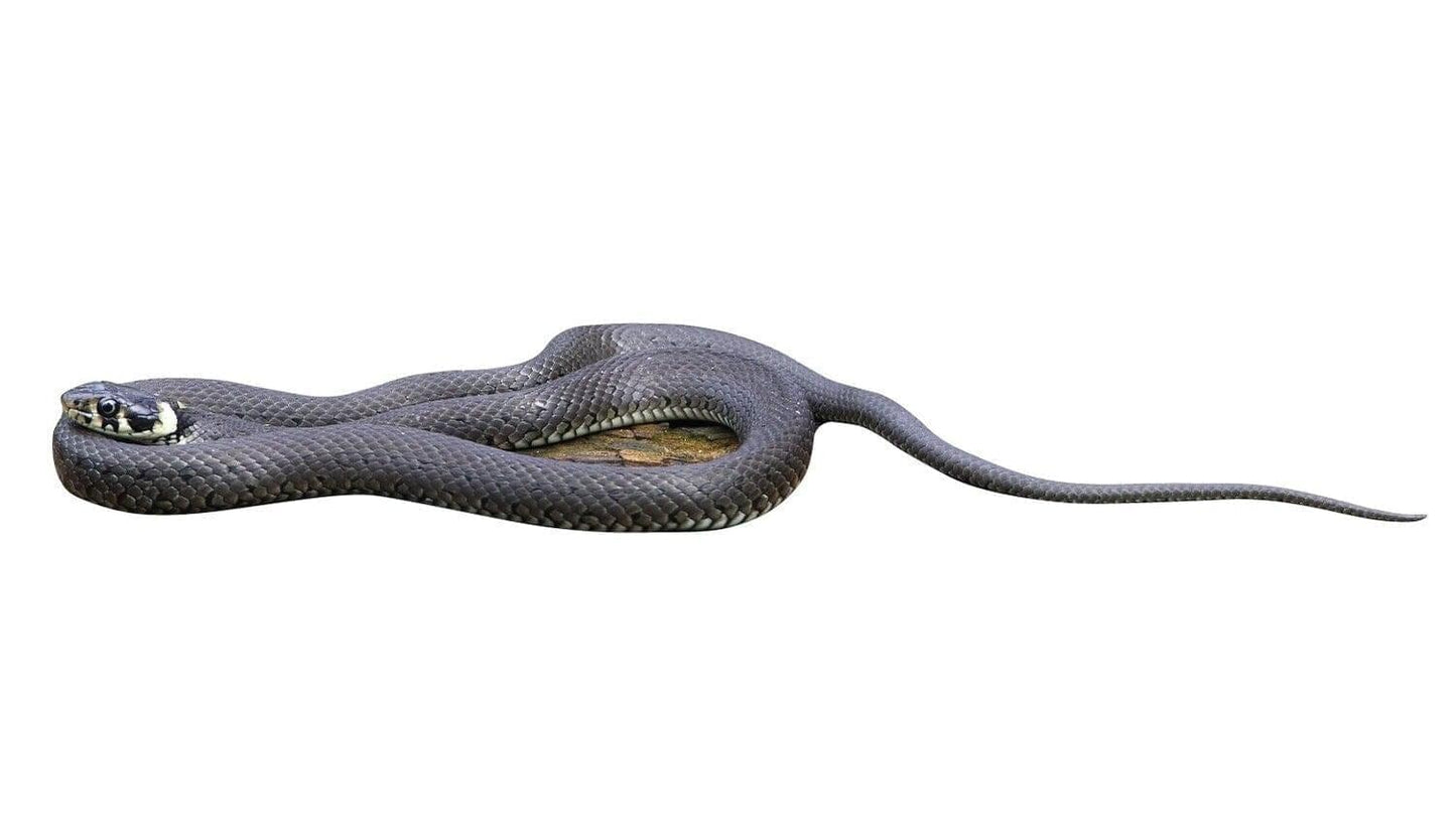 Esposizione di animali Biscia dal collare