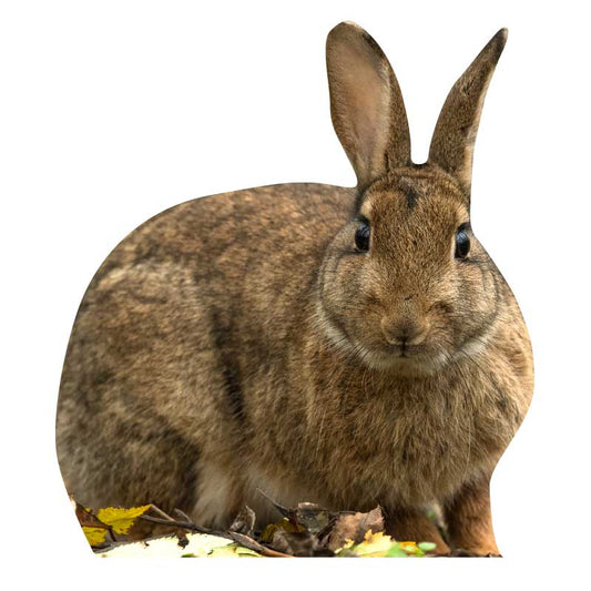 Animal display wild rabbit