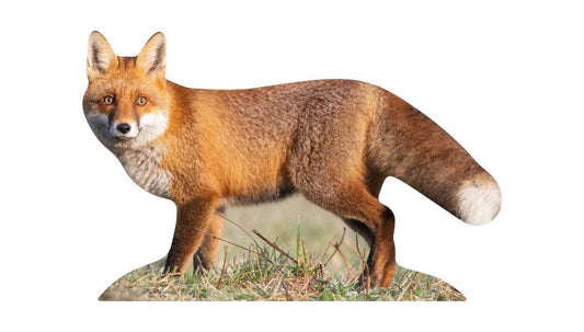 Rotfuchs in Lebensgröße