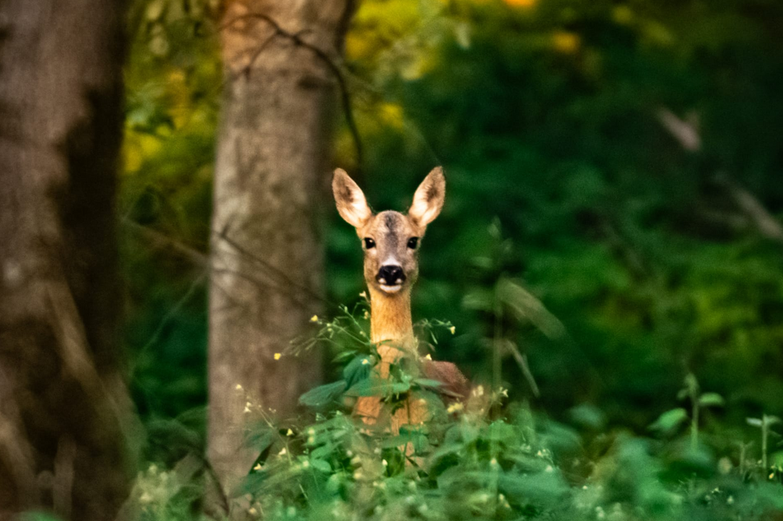 Wildtierspuren bestimmen: Trittsiegel von Reh, Fuchs & Co. erkennen