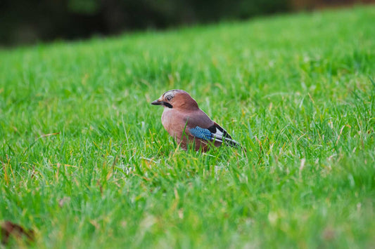 Waldweg als Wildtierlehrpfad