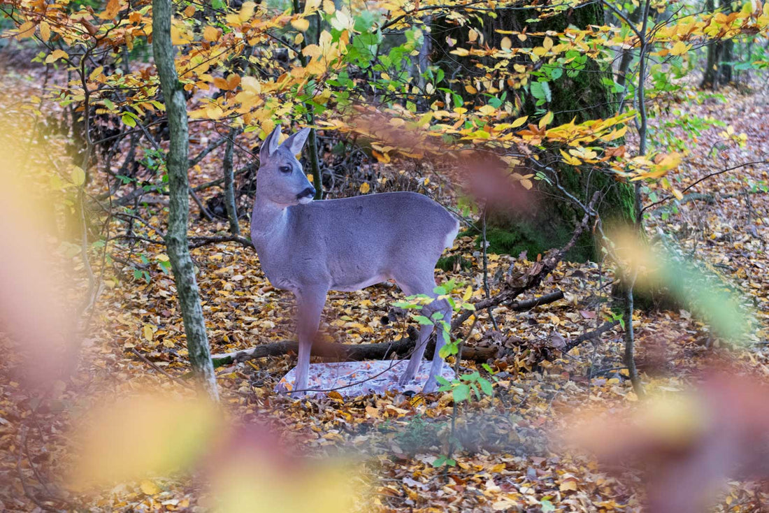 Reh im Wald