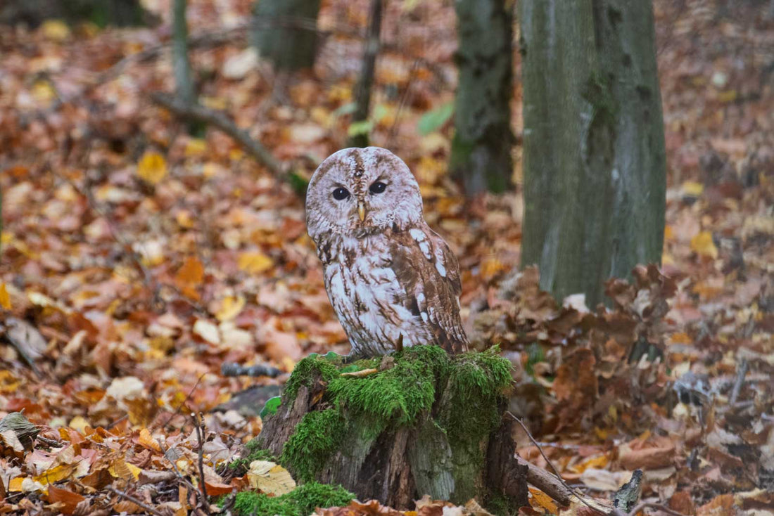Waldkauz im Wald