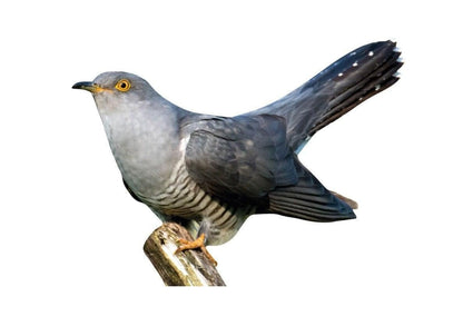 Tieraufsteller Kuckuck