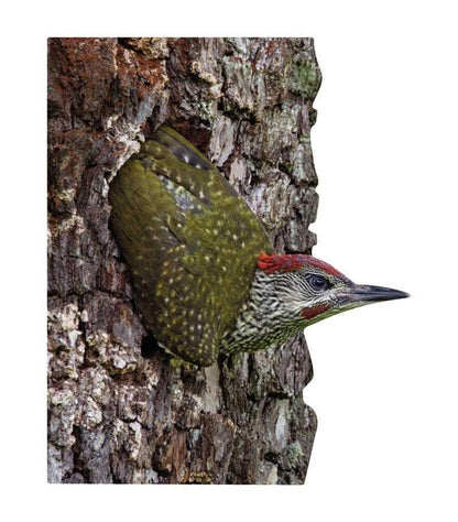 Animal display green woodpecker - young animal