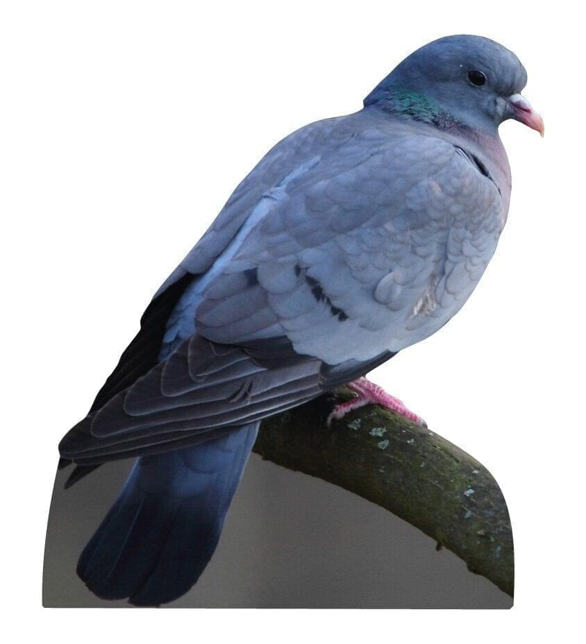 Espositore per animali colomba con ramo