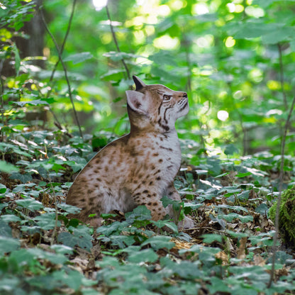 Tieraufsteller Luchs Jungtier - Outdoor Set