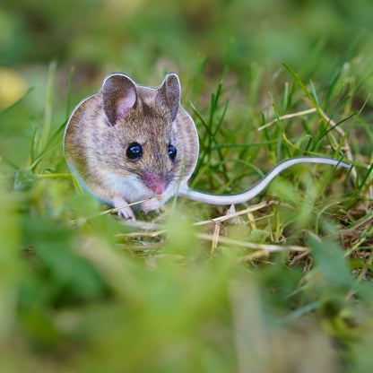 Animal display wood mouse
