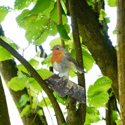 Tieraufsteller Rotkehlchen
