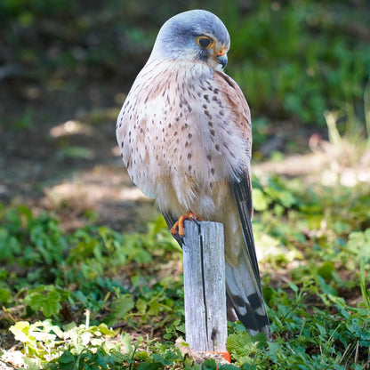 Tieraufsteller Turmfalke - sitzend