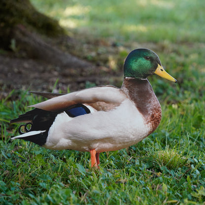 Tieraufsteller Stockente (Erpel) - Outdoor Set
