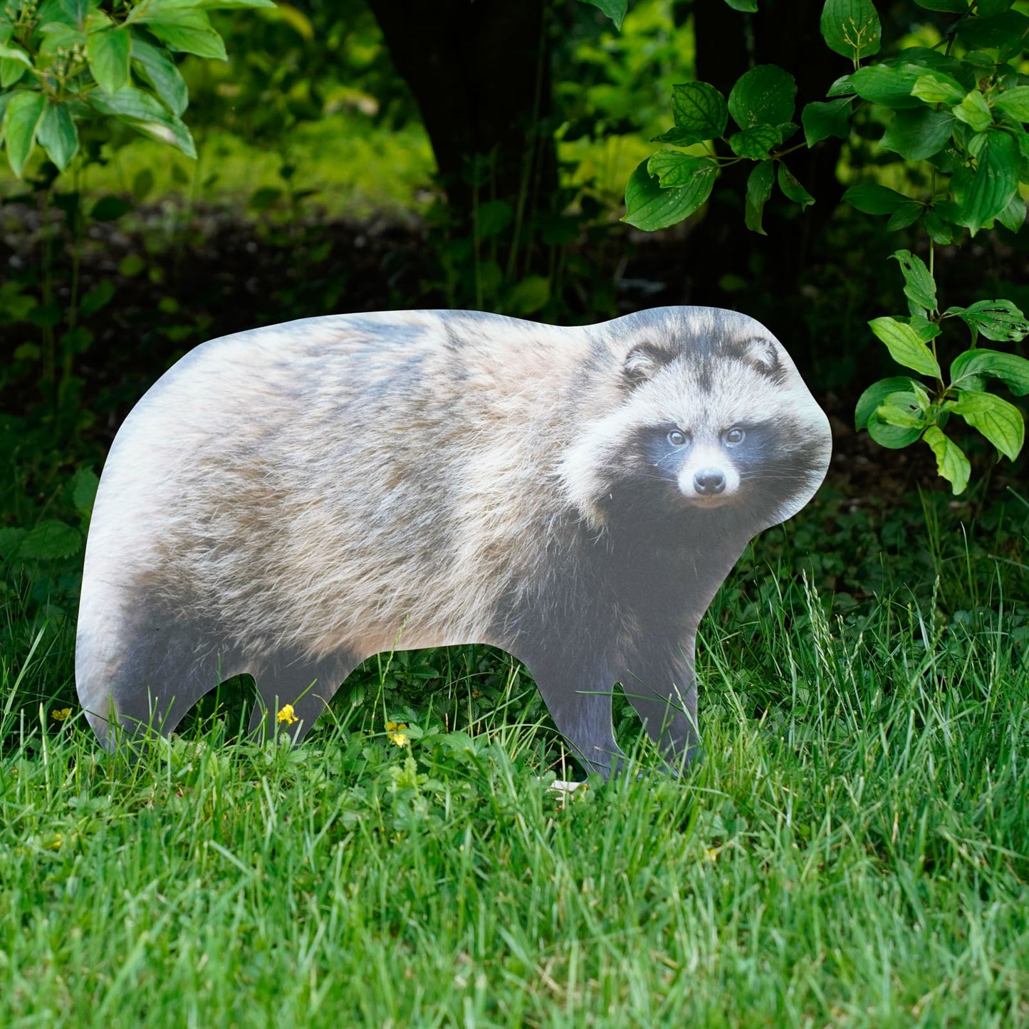 Animal display pine marten