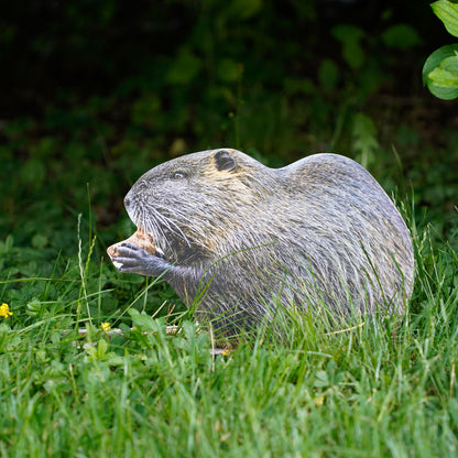 Esposizione di animali martora