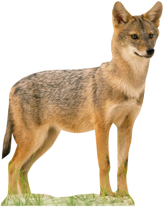 Animal display gold jackal