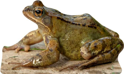 Display animale rospo dal ventre giallo