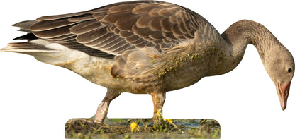 Animal display hawk - outdoor set