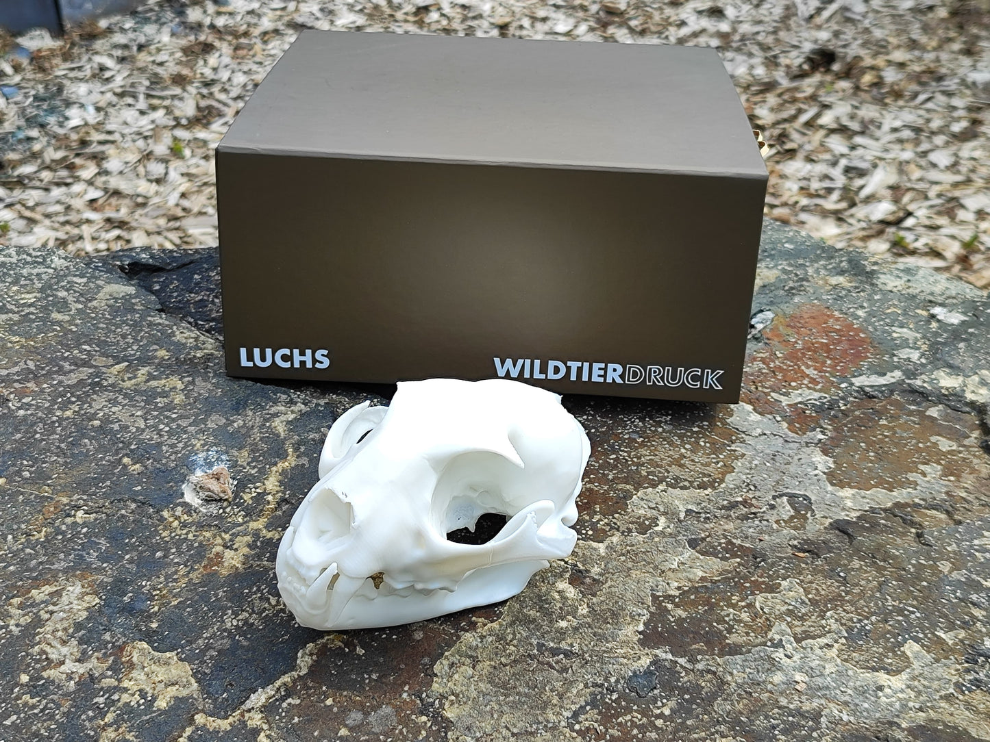 Replica del cranio di lince a grandezza naturale
