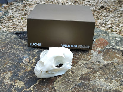Replica del cranio di lince a grandezza naturale