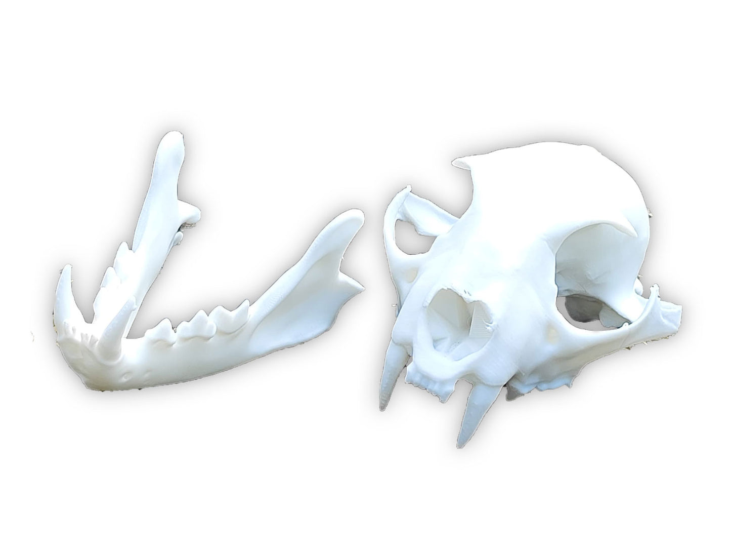 Replica del cranio di lince a grandezza naturale