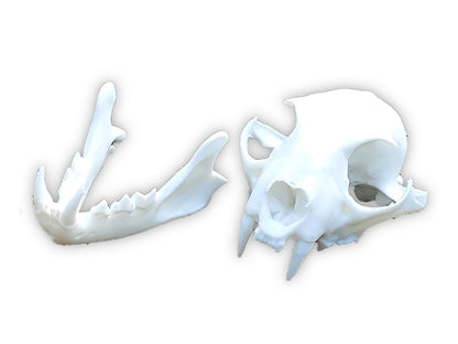 Replica del cranio di lince a grandezza naturale