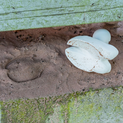 Timbro del piede di cervo a grandezza naturale