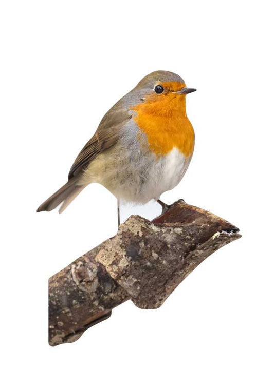 Tieraufsteller Rotkehlchen