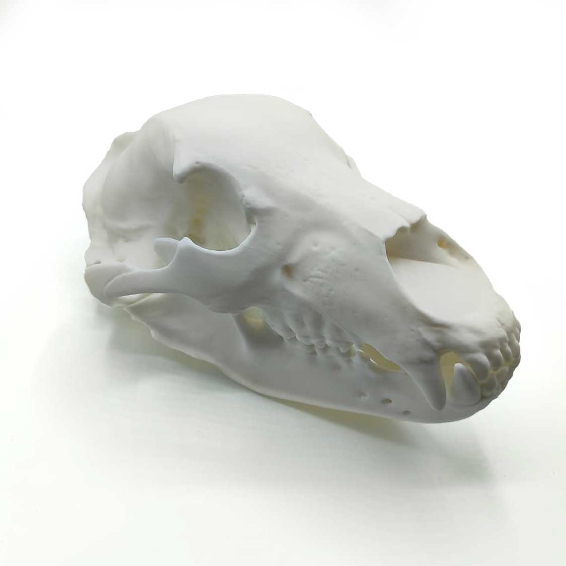 Replica del cranio di lince a grandezza naturale