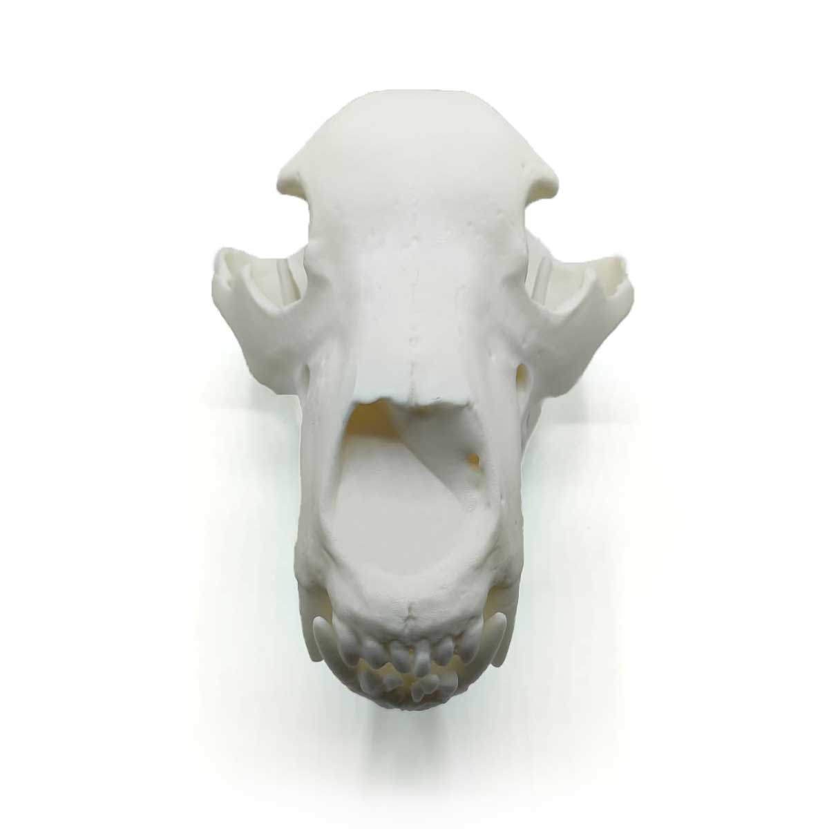 Replica del cranio di lince a grandezza naturale