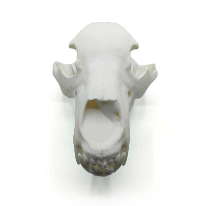 Replica del cranio di lince a grandezza naturale