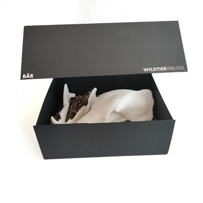 Replica del cranio di lince a grandezza naturale