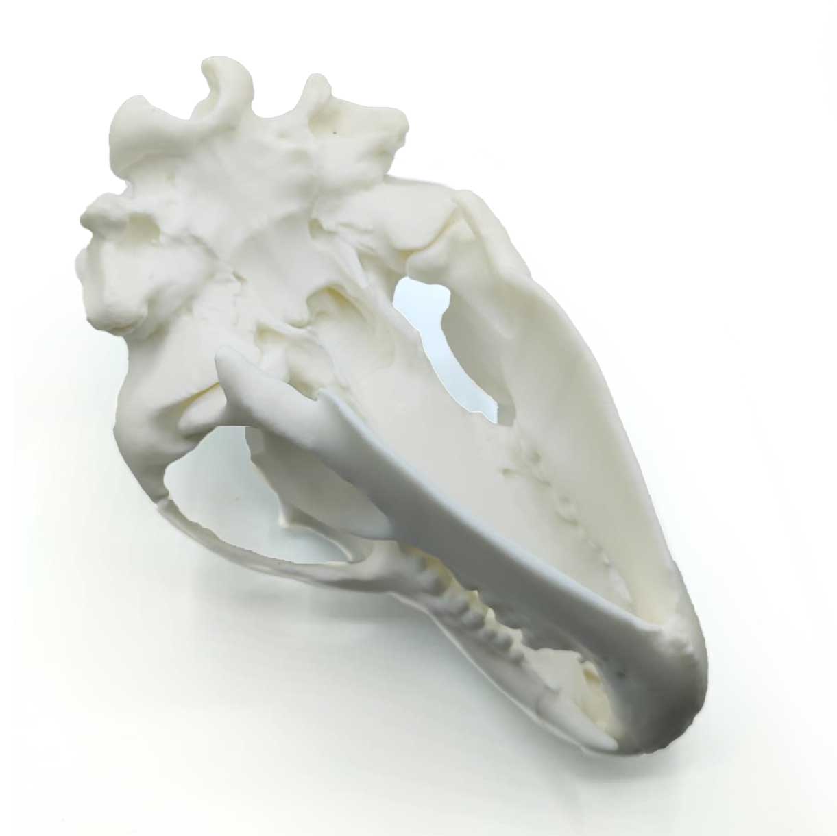 Replica del cranio di lince a grandezza naturale