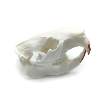 Lebensgroßes Biberschädel Replikat