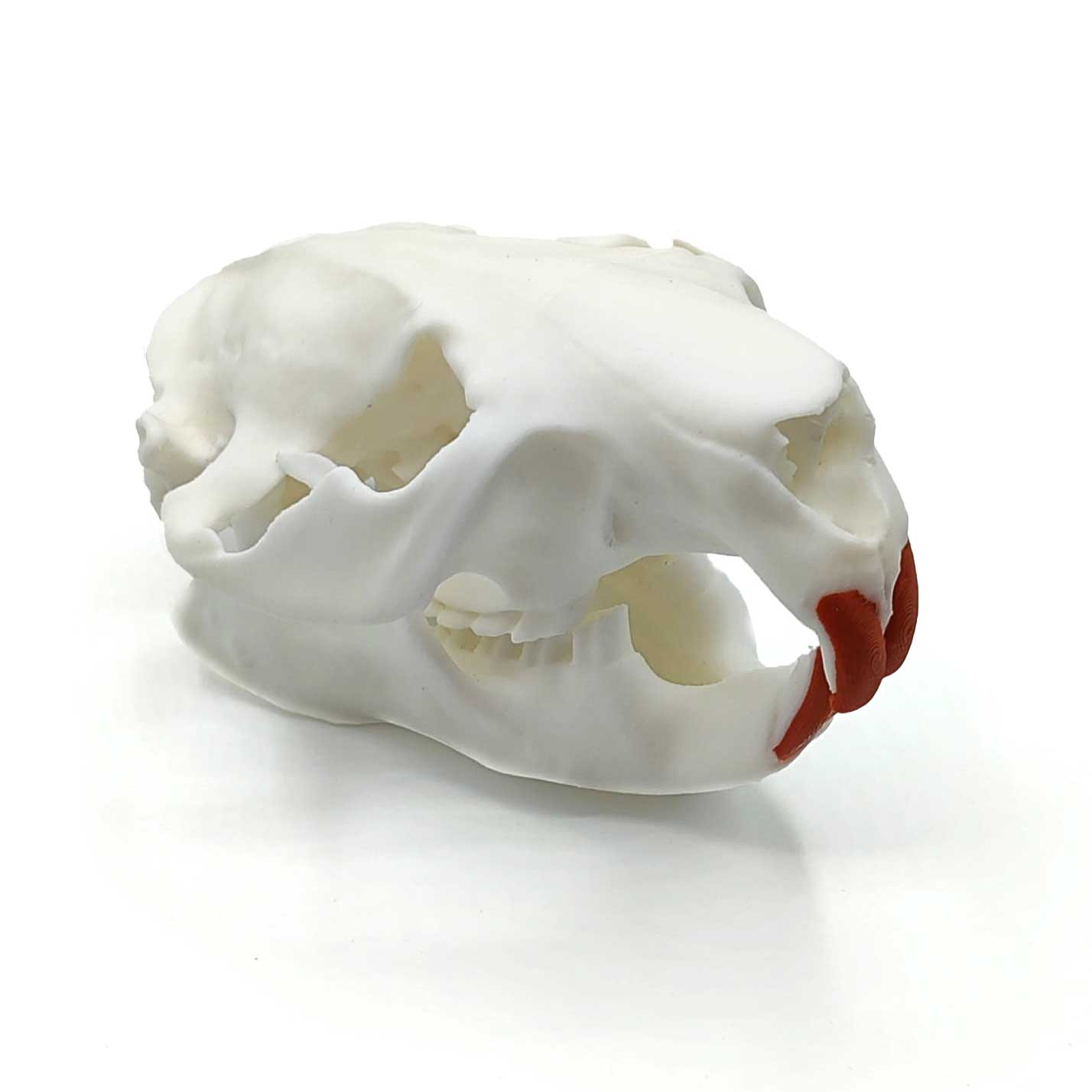 Lebensgroßes Biberschädel Replikat