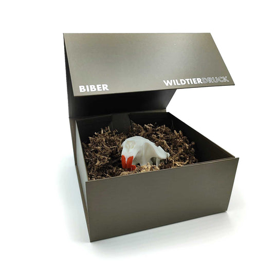 Replica del cranio di lince a grandezza naturale