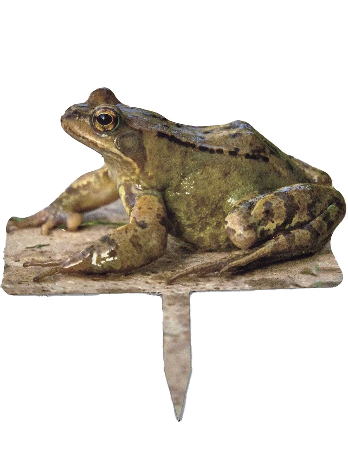 Tieraufsteller Grasfrosch - Outdoor Set