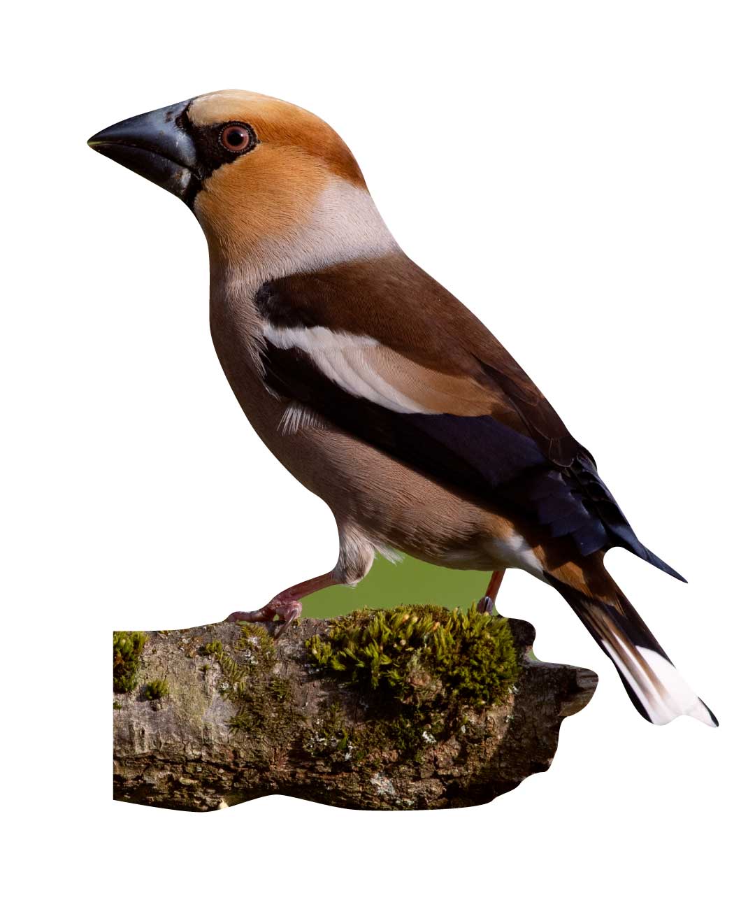 Animal display Hawfinch - Outdoor Set
