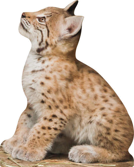 Tieraufsteller Luchs Jungtier - Outdoor Set