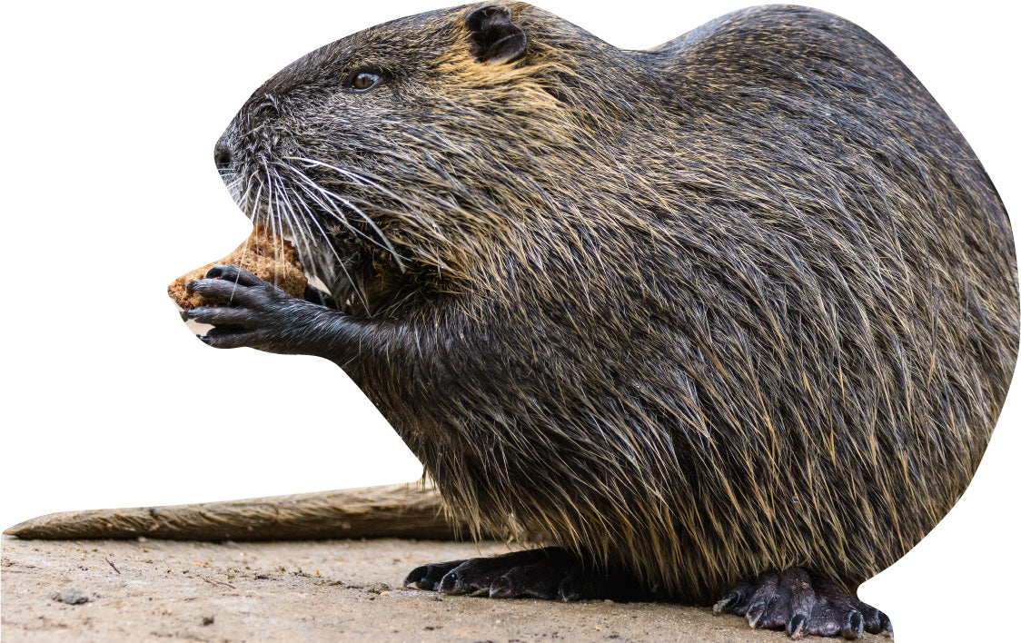 Esposizione di animali martora
