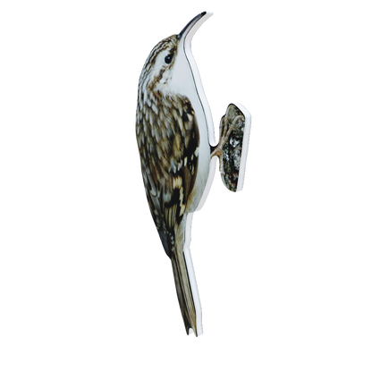 Animal display garden treecreeper